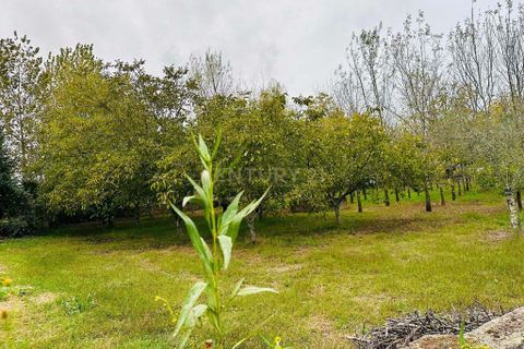 Helårsgrund i Anadia, Aveiro, Anadia - € 25.000 | Ref: C0234-02816 - foto 7