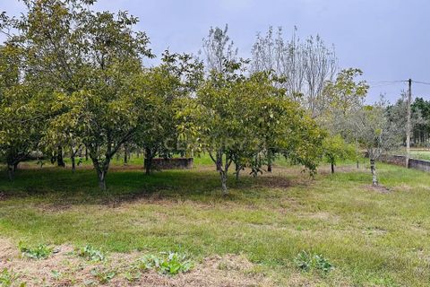 Helårsgrund i Anadia, Aveiro, Anadia - € 25.000 | Ref: C0234-02816 - foto 10