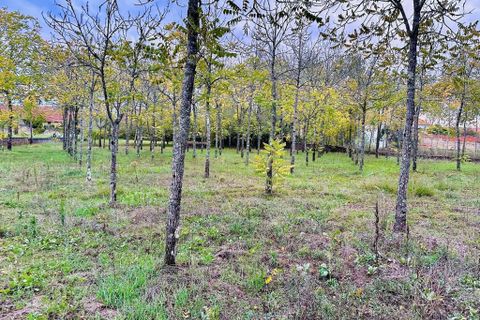 Helårsgrund i Anadia, Aveiro, Anadia - € 25.000 | Ref: C0234-02816 - foto 12