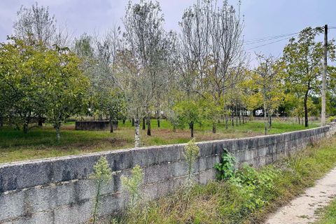 Helårsgrund i Anadia, Aveiro, Anadia - € 25.000 | Ref: C0234-02816 - foto 14