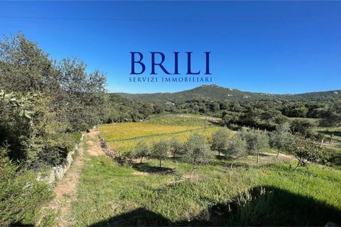Tomt i Luogosanto, Sassari, Luogosanto - € 220 000 | Ref: OT-212AT - foto 5