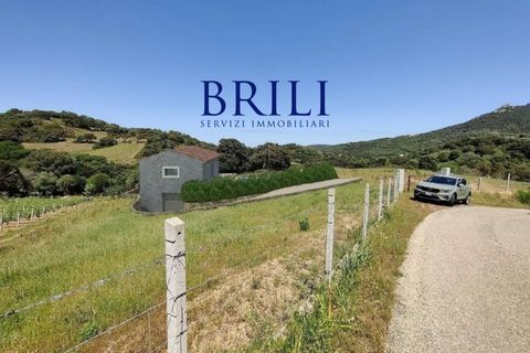 Tomt i Luogosanto, Sassari, Luogosanto - € 220 000 | Ref: OT-212AT - foto 12