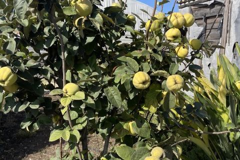 Villa i Pachino, Siracusa, Pachino - € 45.000 | Ref: NMU-1700 - foto 8