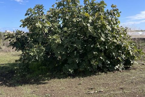 Villa i Pachino, Siracusa, Pachino - € 45.000 | Ref: NMU-1700 - foto 10