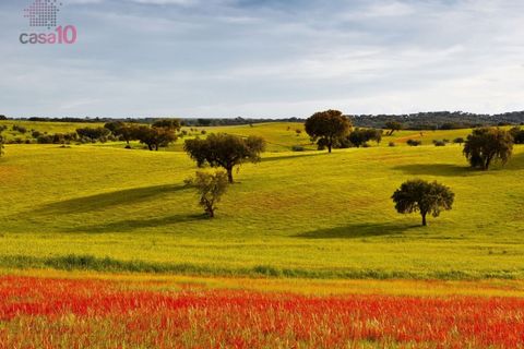 Erhvervsejendom i Evora, Evora, Evora - € 2.250.000 | Ref: ALC 1240 - foto 18