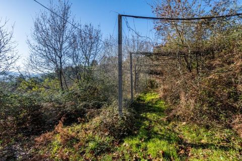 Farm i Cacarilhe e Infesta, Braga, Cacarilhe e Infesta - € 95.000 | Ref: 126221008-326 - foto 27