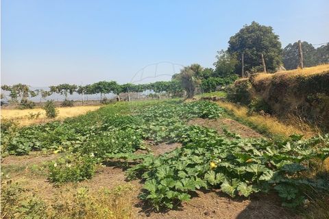 Terra a Chamoim e Vilar, Braga, Chamoim e Vilar - € 40.000 | Ref: 126971023-16 - foto 18