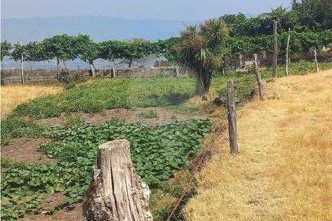 Terra a Chamoim e Vilar, Braga, Chamoim e Vilar - € 40.000 | Ref: 126971023-16 - foto 24