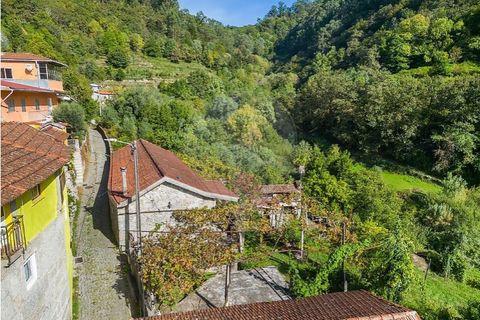 Villa i Celorico de Basto, Braga, Celorico de Basto - € 550.000 | Ref: 126971021-41 - foto 13