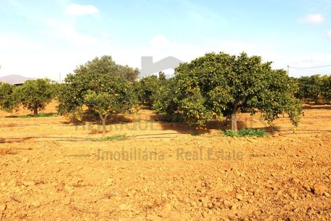 Helårsgrund i Moncarapacho, Faro, Moncarapacho - € 70.000 | Ref: SÒL582 - foto 13
