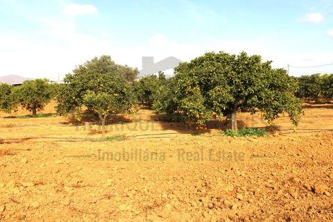 Helårsgrund i Moncarapacho, Faro, Moncarapacho - € 70.000 | Ref: SÒL582 - foto 14