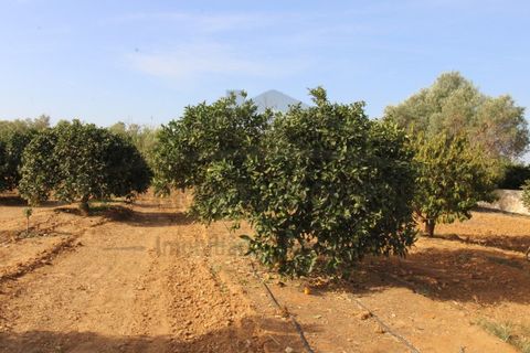 Helårsgrund i Moncarapacho, Faro, Moncarapacho - € 70.000 | Ref: SÒL582 - foto 15