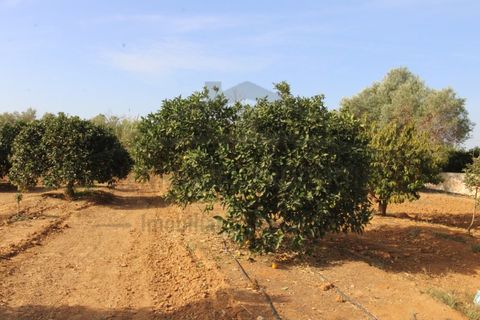 Helårsgrund i Moncarapacho, Faro, Moncarapacho - € 70.000 | Ref: SÒL582 - foto 16