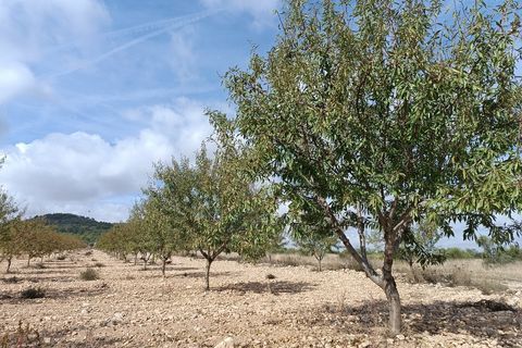 Helårsgrund i Yecla, Murcia, Yecla - € 69.900 | Ref: 41069-PB - foto 1