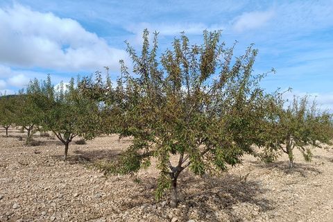 Helårsgrund i Yecla, Murcia, Yecla - € 69.900 | Ref: 41069-PB - foto 2