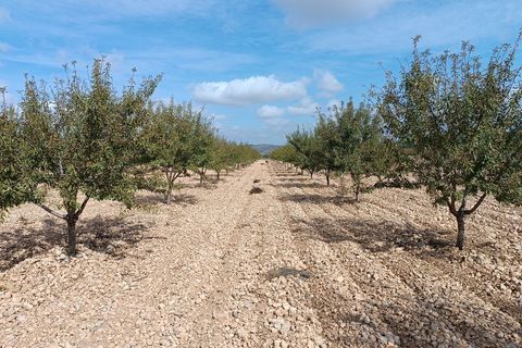 Helårsgrund i Yecla, Murcia, Yecla - € 69.900 | Ref: 41069-PB - foto 3