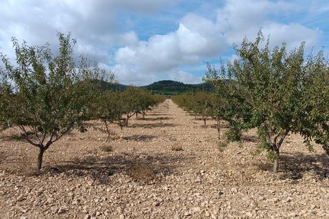 Helårsgrund i Yecla, Murcia, Yecla - € 69.900 | Ref: 41069-PB - foto 4