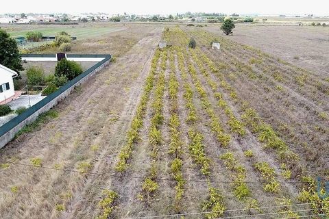 Helårsgrund i Alpiarca, Santarem, Alpiarca - € 65.000 | Ref: 151223 - foto 3