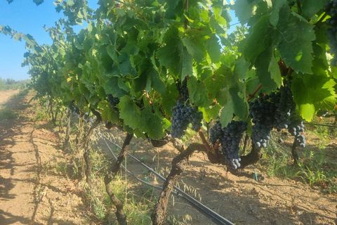 Tomt i Masainas, Sud Sardegna, Masainas - € 149 000 | Ref: GT76 - foto 4