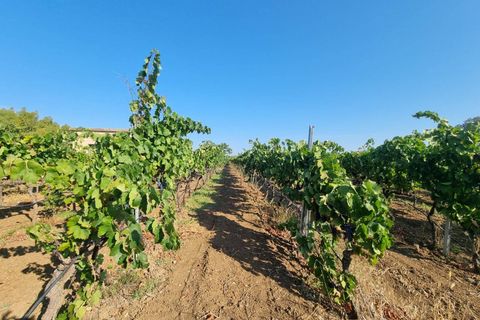 Tomt i Masainas, Sud Sardegna, Masainas - € 149 000 | Ref: GT76 - foto 5