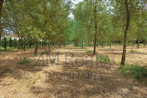 Villa i Cadaval, Lisbon, Cadaval - € 355.000 | Ref: RC.1497105 - foto 24