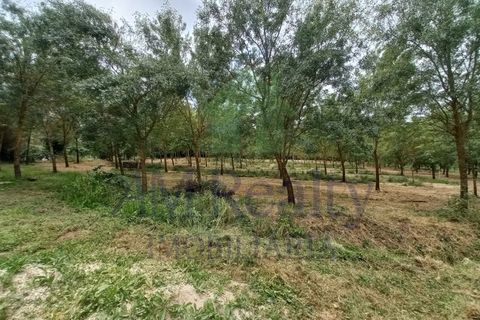 Villa i Cadaval, Lisbon, Cadaval - € 355.000 | Ref: RC.1497105 - foto 27