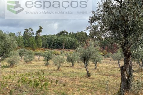 Farm i Paul, Castelo Branco, Paul - € 80.000 | Ref: 5881/CP - foto 14