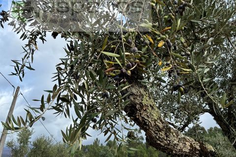 Farm i Paul, Castelo Branco, Paul - € 80.000 | Ref: 5881/CP - foto 15