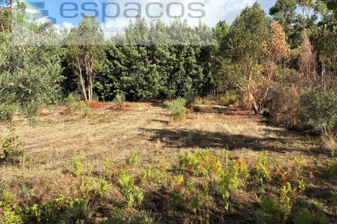 Farm i Paul, Castelo Branco, Paul - € 80.000 | Ref: 5881/CP - foto 23