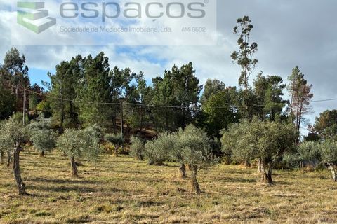 Farm i Paul, Castelo Branco, Paul - € 80.000 | Ref: 5881/CP - foto 26
