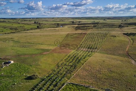 Terra a Castro Verde, Beja, Castro Verde - € 55.000 | Ref: 281671006 - foto 3