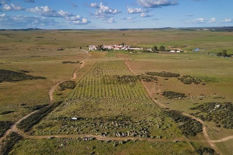 Terra a Castro Verde, Beja, Castro Verde - € 55.000 | Ref: 281671006 - foto 7