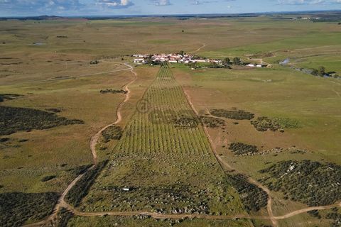 Terra a Castro Verde, Beja, Castro Verde - € 55.000 | Ref: 281671006 - foto 8