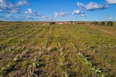 Terra a Castro Verde, Beja, Castro Verde - € 55.000 | Ref: 281671006 - foto 25