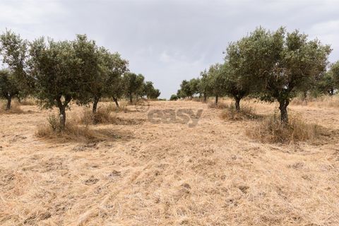 Helårsgrund i Alandroal, Evora, Alandroal - € 35.000 | Ref: 281681002 - foto 16