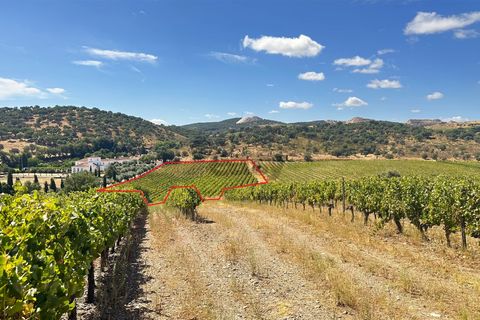 Terra a Borba, Evora, Borba - € 65.000 | Ref: 281571067 - foto 2