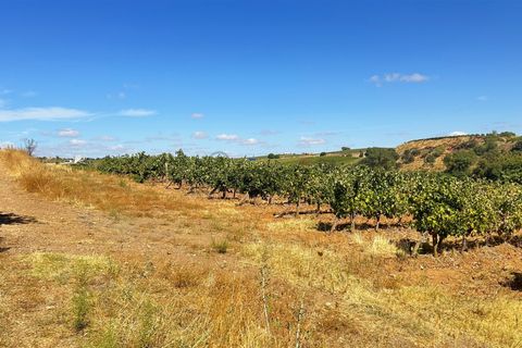 Terra a Borba, Evora, Borba - € 65.000 | Ref: 281571067 - foto 4