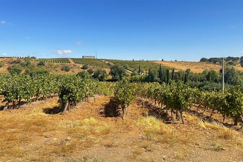 Terra a Borba, Evora, Borba - € 65.000 | Ref: 281571067 - foto 6