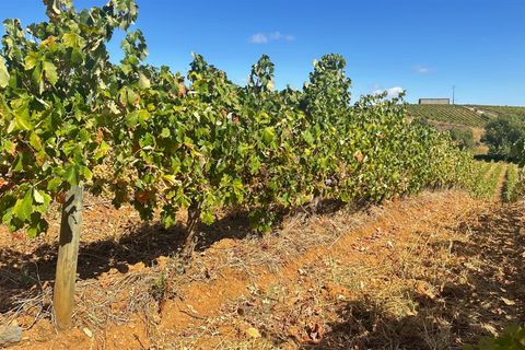 Terra a Borba, Evora, Borba - € 65.000 | Ref: 281571067 - foto 7