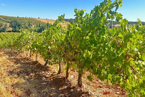 Terra a Borba, Evora, Borba - € 65.000 | Ref: 281571067 - foto 8