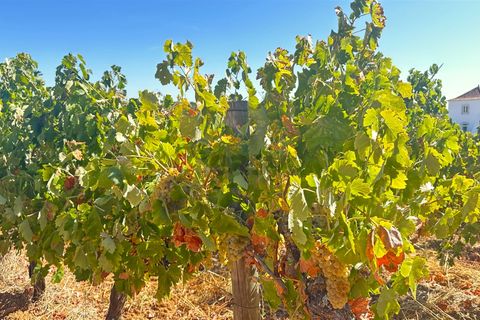 Terra a Borba, Evora, Borba - € 65.000 | Ref: 281571067 - foto 9