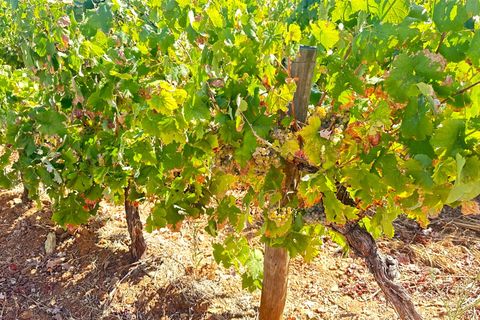 Terra a Borba, Evora, Borba - € 65.000 | Ref: 281571067 - foto 10