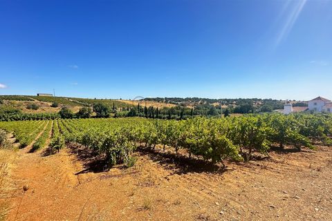 Terra a Borba, Evora, Borba - € 65.000 | Ref: 281571067 - foto 12