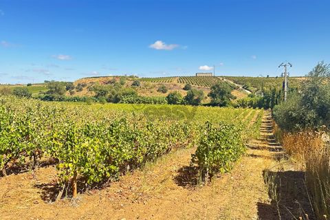 Terra a Borba, Evora, Borba - € 65.000 | Ref: 281571067 - foto 13