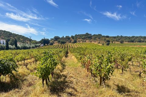 Terra a Borba, Evora, Borba - € 65.000 | Ref: 281571067 - foto 15