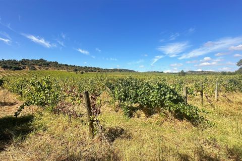 Terra a Borba, Evora, Borba - € 65.000 | Ref: 281571067 - foto 16