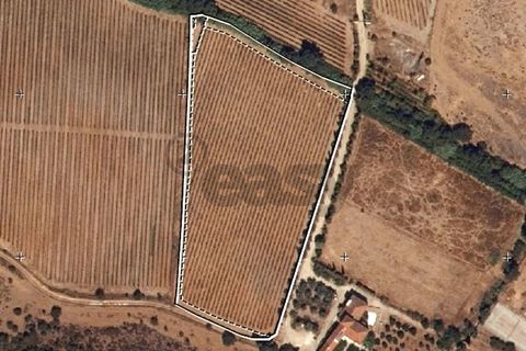 Terra a Borba, Evora, Borba - € 65.000 | Ref: 281571067 - foto 17
