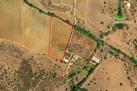 Terra a Borba, Evora, Borba - € 65.000 | Ref: 281571067 - foto 18