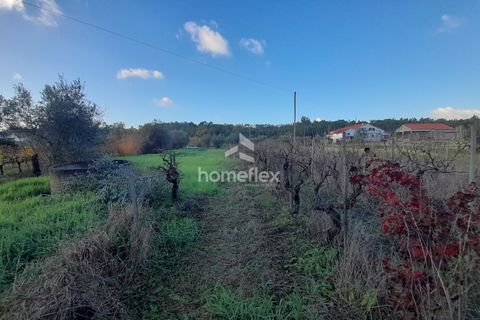 Tomt i Soure, Coimbra, Soure - € 30 000 | Ref: 1650/AV - foto 12