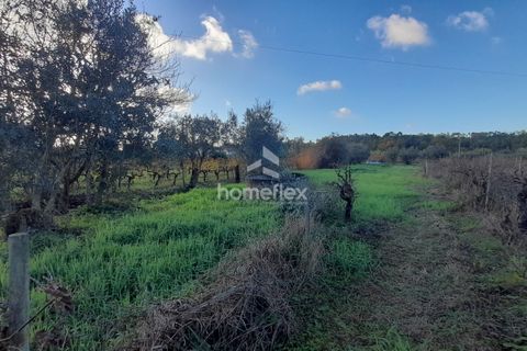 Tomt i Soure, Coimbra, Soure - € 30 000 | Ref: 1650/AV - foto 13